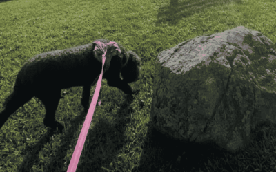 Why Does My Dog Stop So Much on Dog Walks?
