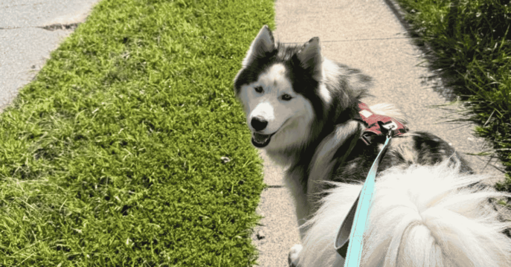 Why Fall Might Be Your Dog’s Favorite Walking Season in the CT Shoreline