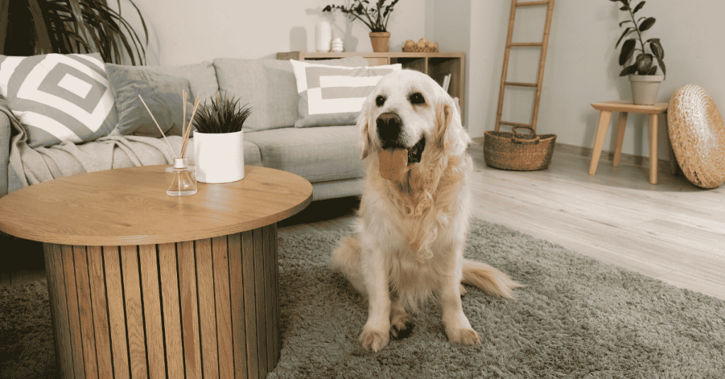 5 Ways to Tell If Your Dog Did Well Home Alone