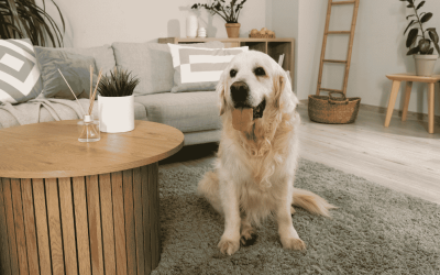 5 Ways to Tell If Your Dog Did Well Home Alone While You Were at Work