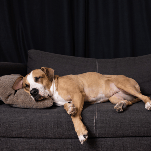 How Much Exercise Does My Dog Need During the Week?