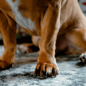 dog health dog walks by Shoreline Happy Paws