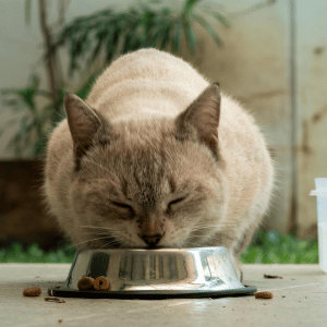 What Happens During A Professional Cat Sitting Visit