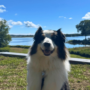 Dog Hiking Adventures on the Connecticut Shoreline