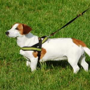 dog on a dog walk in Old Saybrook, CT