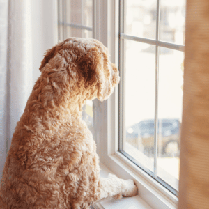 dog in Old Saybrook, CT waiting on their dog walker from Shoreline Happy Paws
