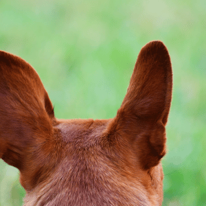 dog with ears up on a walk in the CT Shoreline