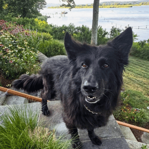 Dog Hiking Adventures on the Connecticut Shoreline