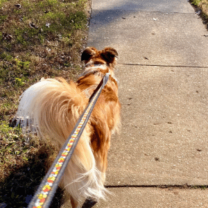 dog on a walk with Shoreline Happy Paws dog walker