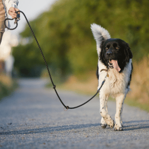 dog on a dog walk in Old Saybrook, CT