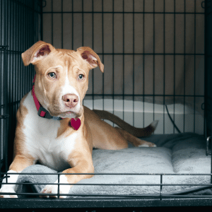 dog in a crate in an Old Saybrook, CT home