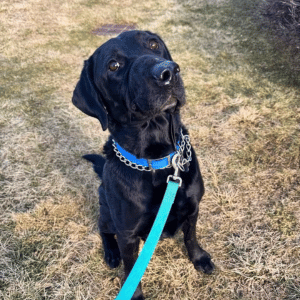 Dog Hiking Adventures on the Connecticut Shoreline