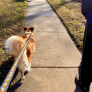 dog on a walk with Shoreline Happy Paws dog walker in the CT Shoreline