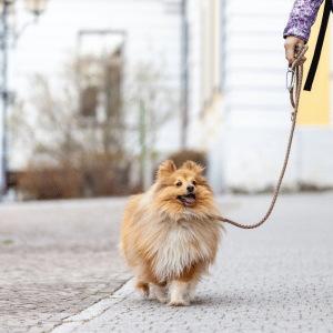 dog on a dog walk in Old Saybrook, CT