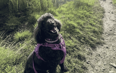 More Than Just a Walk: Dog Hiking Adventures on the Connecticut Shoreline