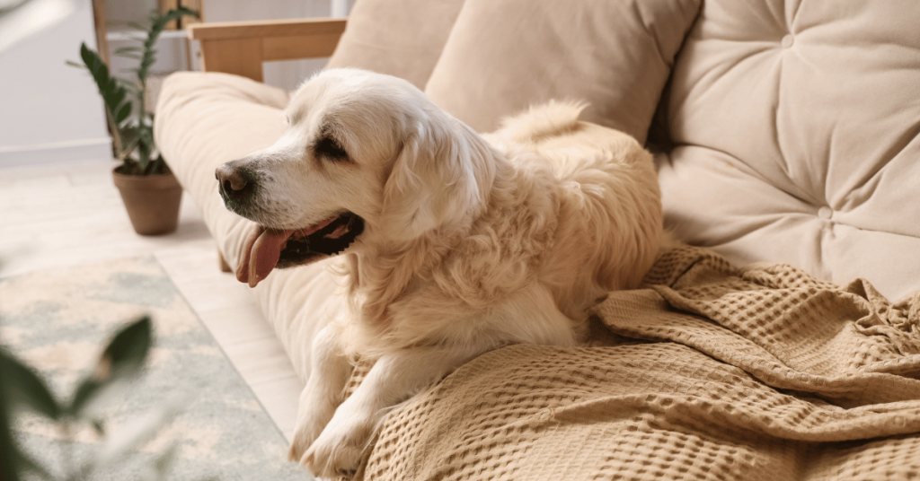How Much Exercise Does My Dog Need During the Week?