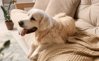 How Much Exercise Does My Dog Need During the Week?