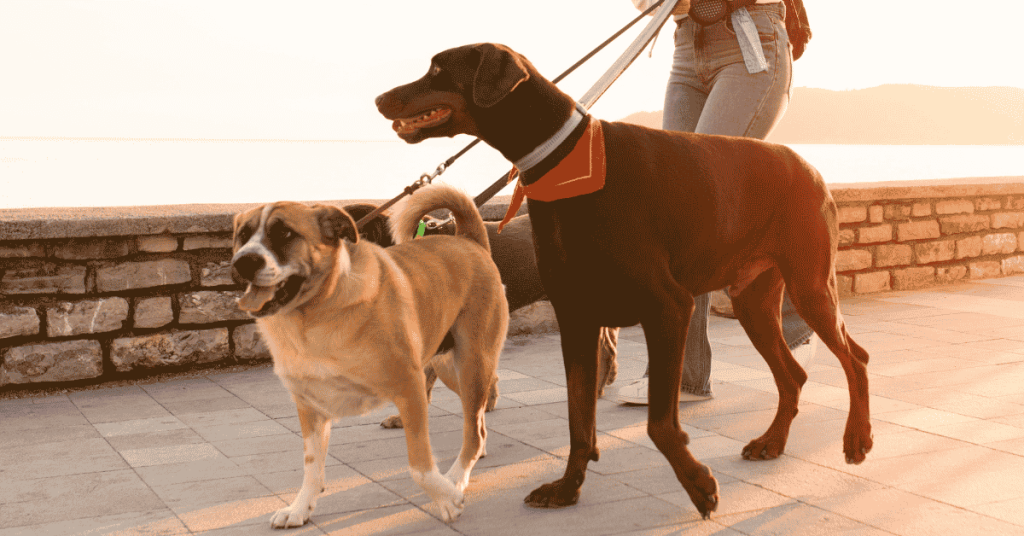 Why Does My Dog Behave Better for the Dog Walker Than for Me? 1 Why Does My Dog Behave Better for the Dog Walker Than for Me?