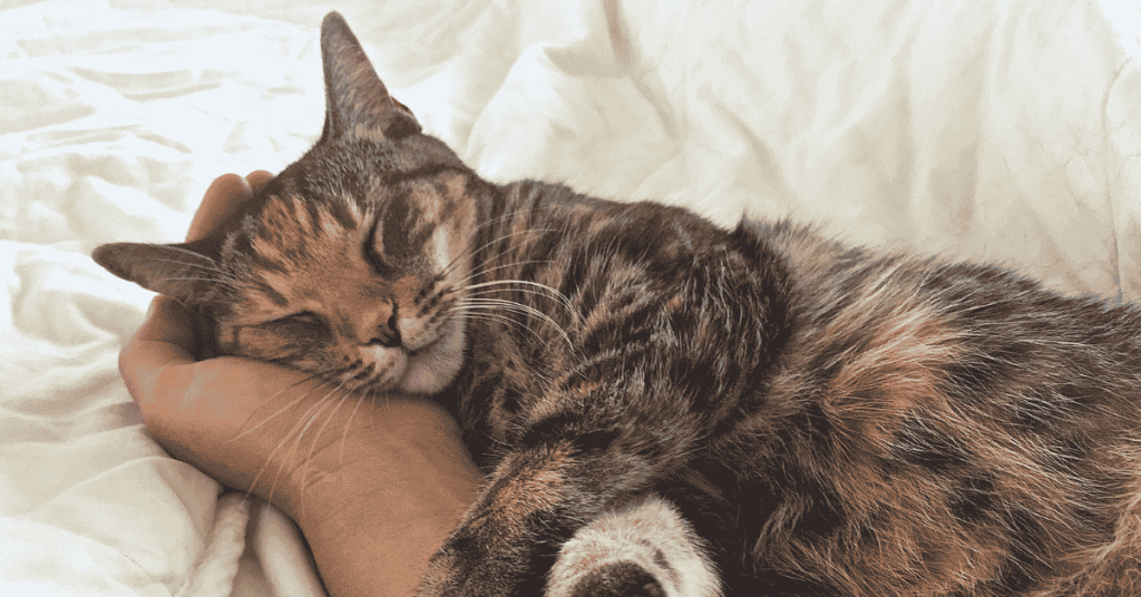 What Happens During A Professional Cat Sitting Visit