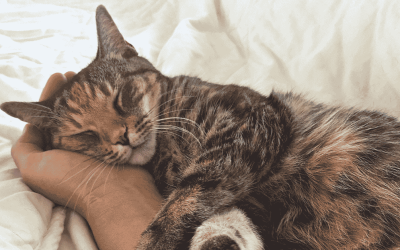 What Happens During a Professional Cat Sitting Visit?