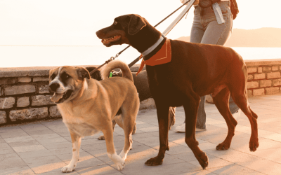 Why Does My Dog Behave Better for the Dog Walker Than for Me?
